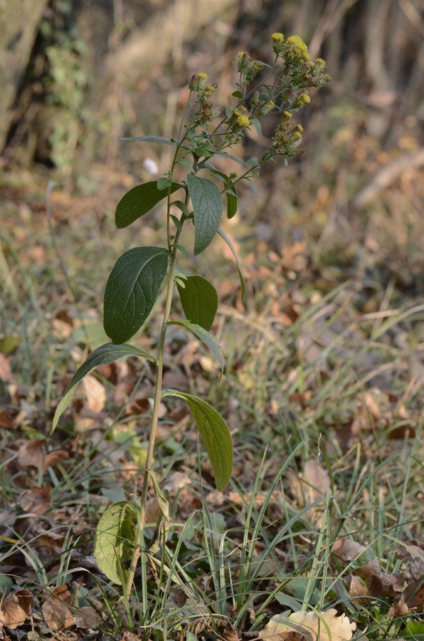 Pentanema conyzae (=Inula conyzae) / Enula baccherina